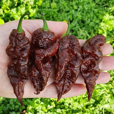 Bhut Jolokia Chocolate profi chili paprika vetőmag