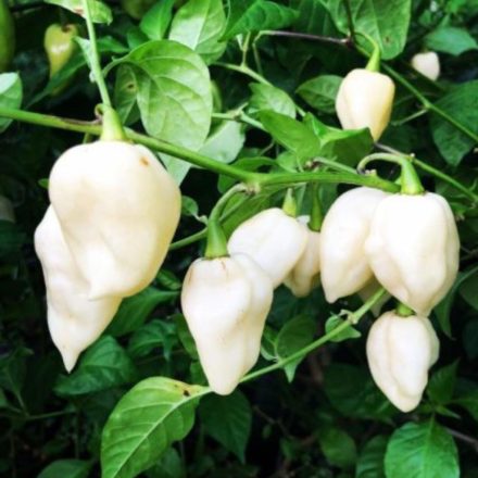 Bhut Jolokia White profi chili paprika vetőmag