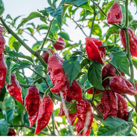 Naga Morich profi chili paprika vetőmag