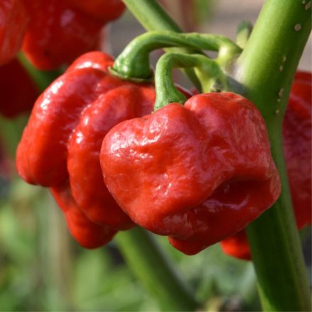 Trinidad Morgua Scorpion Red profi chili paprika vetőmag