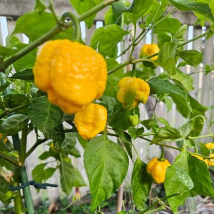 Trinidad Morgua Scorpion Yellow profi chili paprika vetőmag