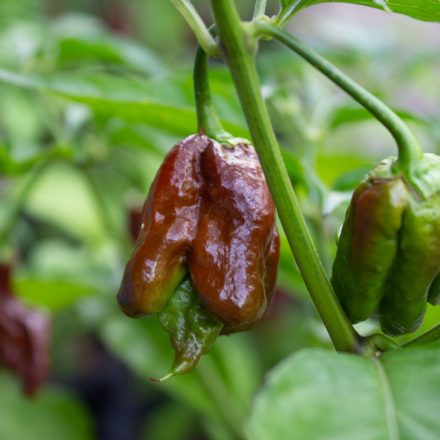 Carolina Reaper Chocolate profi chili paprika vetőmag