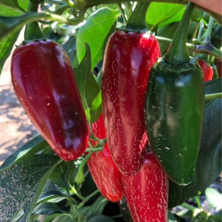 Barvo F1 jalapeno paprika palánta