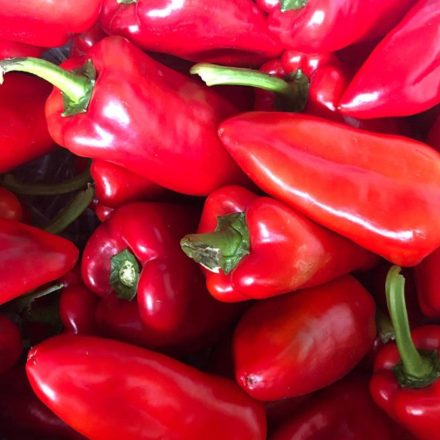 Redpia F1 kápia paprika palánta