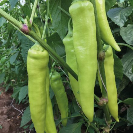 Venom hegyes erős paprika palánta