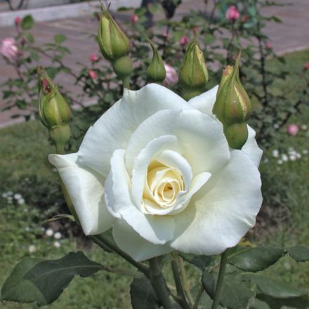 Virgo rózsa fehér