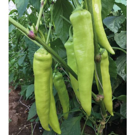 Venom hegyes erős paprika vetőmag