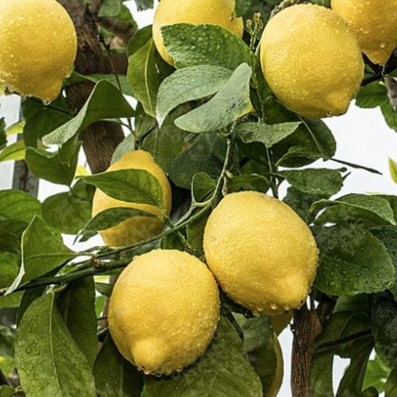 Citromfa (Citrus limon)