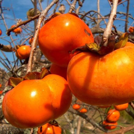 Datolyaszilva 'Tipo' (Diospyros persimmon 'Tipo')