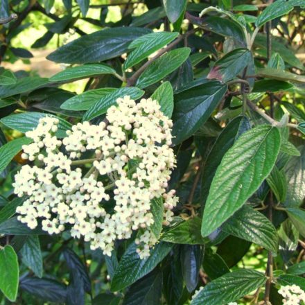 Bangita (Viburnum) díszcserje