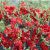 Japánbirs (Chaenomeles) díszcserje - piros