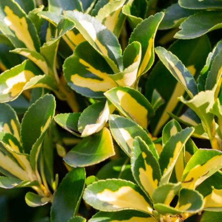 Kecskerágó ‘Emerald’n Gold’ (sárga-tarka) örökzöld díszcserje