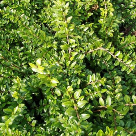Mirtuszlonc (Lonicera nitida) örökzöld díszcserje