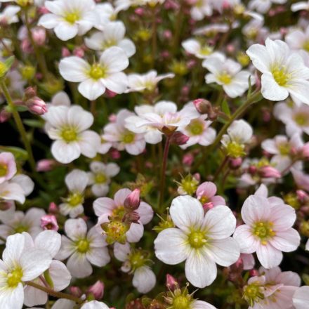 Kőtörőfű (Saxifraga)