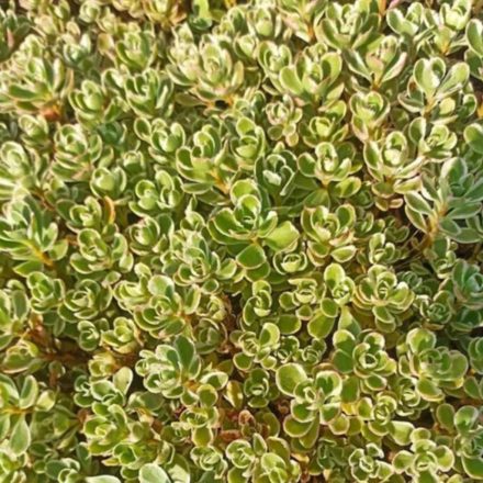 Varjúháj kamcsatkai (Sedum kamtschaticum) pozsgás