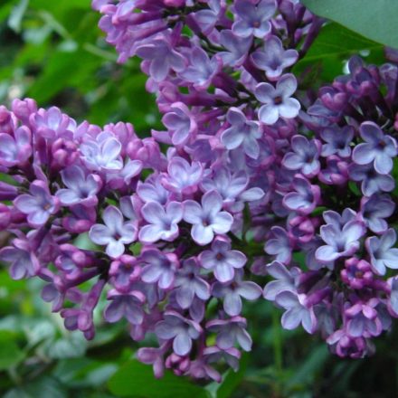 Törpe orgona (Syringa meyeri)