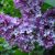 Törpe orgona (Syringa meyeri)