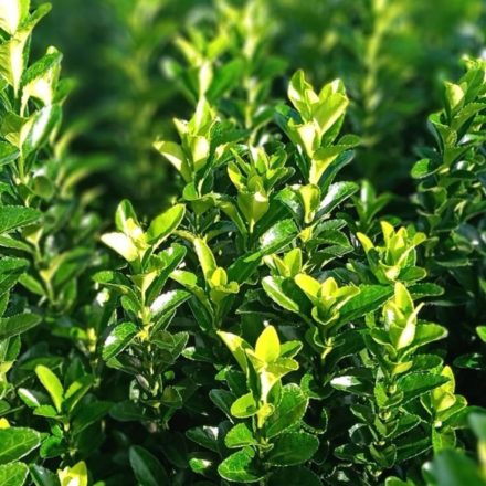 Japán kecskerágó (Euonymus japonicus) örökzöld díszcserje