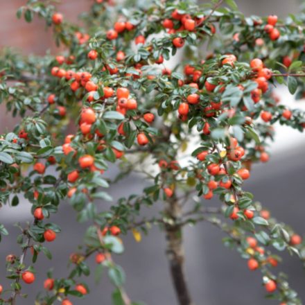 Madárbirs (Chaenomeles speciosa) törzses díszfa