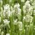 Fehér francia levendula (Edelweiss)