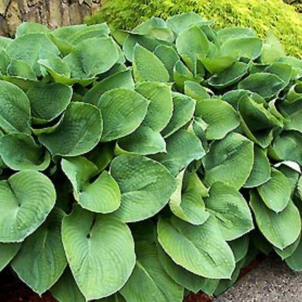 Árnyékliliom (Hosta)