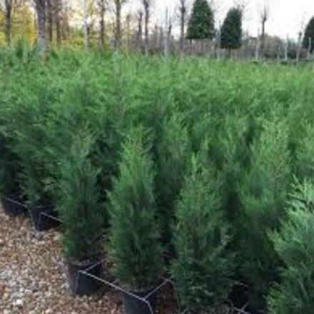 Leylandi ciprus (Cupressocyparis leylandii gold rider)