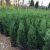 Leylandi ciprus (Cupressocyparis leylandii gold rider)
