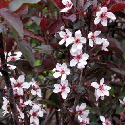 Vérszilva (Prunus cerasifera Woodii)