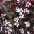 Vérszilva (Prunus cerasifera Woodii)