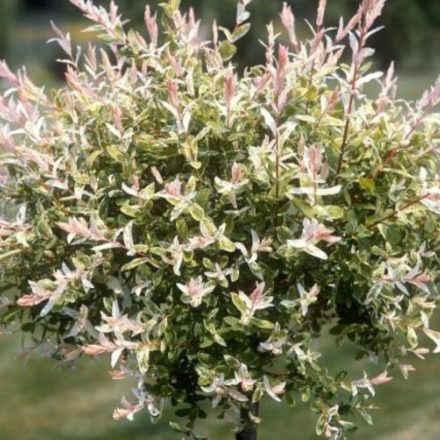 Tarkalevelű japán fűz 170 cm-től (Salix integra 'Hakuro Nishiki')