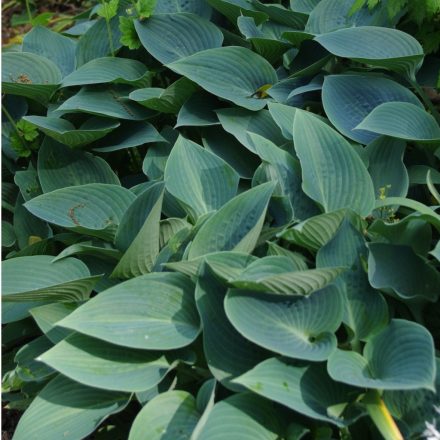 Árnyékliliom (Hosta tardiana 'Halcyon') 