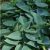 Árnyékliliom (Hosta tardiana 'Halcyon')