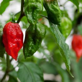 Paprika vetőmag
